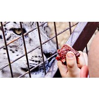 Image of Feed the Big Cats and Entry to Paradise Wildlife Park for Two