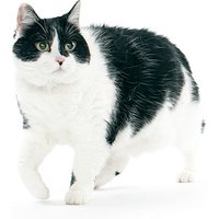 Image of Pet Photoshoot with Six Prints at Jigsaw Photography