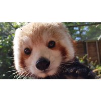 Image of Zoo Keeper Experience at Drayton Manor Theme Park