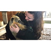 Image of Meet a Coati at The Animal Experience for Two