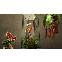 Image of A Tropical Terrarium with Tool Making Masterclass for Two in East London