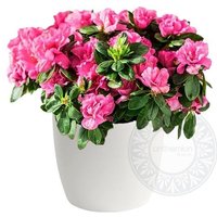 Anthemion Flowers Get a 7% discount on the vibrant fuchsia azalea plant today
