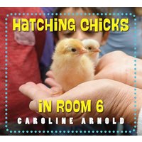 Hatching Chicks in Room 6 (Life Cycles in Room 6)