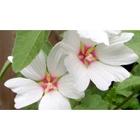 Pink Patio Lavatera 'Barnsley Baby' - 1, 2 or 3 Potted Plants!