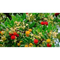 Dwarf Strawberry Tree Arbutus 'Unedo Compacta' Shrub - 1 or 2 Pots!