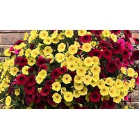 Pre-Planted Petunia Summer Nights Hanging Basket - 14-Inches!