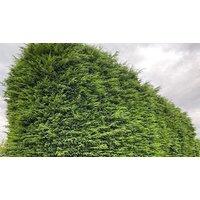 10-Pack of Green Leylandii Cupressocyparis Hedging Trees - All in 3L Pots!