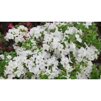 Dwarf Japanese Azalea Japonica 'Panda' - 3 Options!