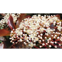 Photinia โRed Robinโ in Planters - 1 or 2 Pack!