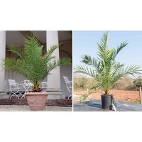 Phoenix Canary Island Palm Tree - 1, 2 or 3 Potted Plants!