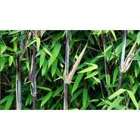 Bamboo 'Black Dragon' Potted Plants - Buy 1, 2 or 3!