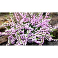 8-Pack Mixed Scottish Heather Calluna Collection