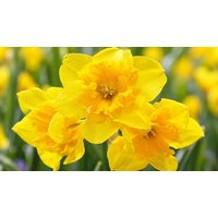 Yellow Parrot Miniature Daffodil Bulbs - 6, 12 or 18 Pack!