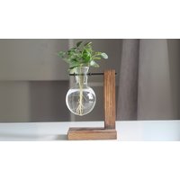 Glass Hydroponic Plant Vase - 3 Styles