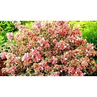 Dwarf Abelia Grandiflora 'Magic Daydream' - 1, 2 or 3 Pots!