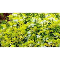 1, 2 or 3-Pack of Choisya Mexican Orange 'Sundance' Shrubs