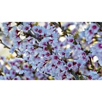 Ornamental Cherry Blossom Tree - Prunus incisa 'Kojo-No-Mai' - 1, 2 or 3 Potted Plants!