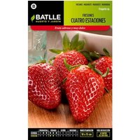 Graines De Fraise 4 Saisons