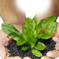 Sol D'aquarium D'argile De Flotteur De Substrat D'aquarium De 100g Pour Des Plantes D'eau De Mauvaises Herbes Decoration S?Re Et Non Toxique De
