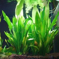 Hauteur Plastique 15cm 1 Pièce Pour Aquarium Décoration Manmadesupplies Vente En Gros Plante D'eau Herbe Verte