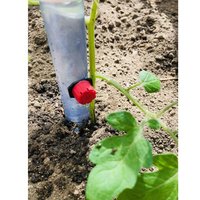 TUTEUR GOUTTEUR POUR PLANTS DE TOMATE. Cet astucieux tuteur possède une réserve d'eau qui va irriguer le plant à la racine par un robinet goutte à