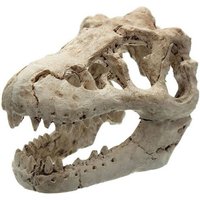 1pc Dragon Résine Aquarium/Terrarium Décoration Crocodile Crâne Pour Aquarium Résine Ornement Décorer Votre Aquarium