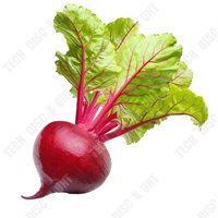 Td Graines De Betterave Rouge Teneur En Sucre De 5 % Graines En Pot Peuvent Être Utilisées Dans Les Salades De Légumes Et De Fruits