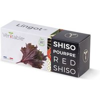 Lingot Shiso Pourpre Bio Pour Potager Véritable