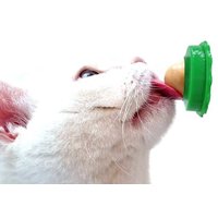 Casse Croûte Sain Pour Chat, Cataire, Sucre, Herbe Aux Chats, Bonbons À Lécher, Jouets Énergétiques Pour Chat Chaton, Produits Pour Animaux De