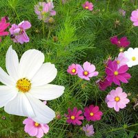 100 Graines De Cosmos Blanc Rose Et Rouge