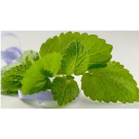 60 Graines De Mélisse Officinale