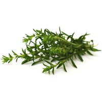150 Graines De Sarriette