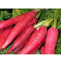 250 Graines De Radis Oriental Rose
