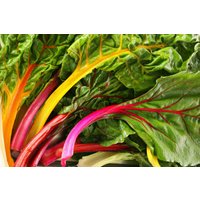 35 Graines De Bette À Carde Mélange Coloré