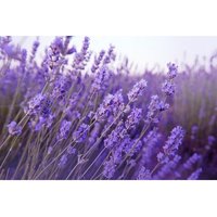 100 Graines De Lavande