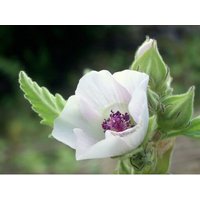 150 Graines De Guimauve Officinale