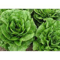 250 Graines De Laitue Romaine