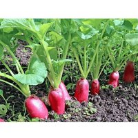 300 Graines De Radis Demi-Long