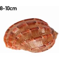 Décoration Naturelle De Conques De Mer, Carambola, Escargot, Hermès, Remplacement De Crabe De Poisson, Pour Aquarium S7l6