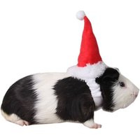 Chapeau De Père Noël Pour Animaux Dchapeau De Père Noël Pour Animaux De