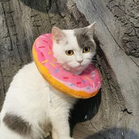 Collier Réglable En Forme De Donuts Pour Chien, Accessoire Pour Animaux De Compagnie, Pour La Chirurgie Des Chats Et Des Chiens