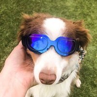Lunettes De Soleil Réglables Pour Chien, Anti-Uv, Protection Des Yeux, À La Mode, Pour Petits, Moyens Et Grands Félins