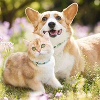Collier En Nylon Anti-Tiques Pour Chien Et Chat, Réglable, Accessoires Pour Animaux De Compagnie, Printemps Et Été