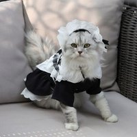 Robe D'été Pour Chien, Tenue De Femme De Ménage, Chat, Chiot, Yorkshire, Vêtement Pour Chiot, Caniche, Poméranien, Corgi, Bichon