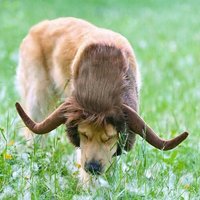 Déguisement Cosplay En Corne De Taureau Pour Animaux De Compagnie, Chapeau Pour Chat, Chien, Chapeau, Robe De Noël