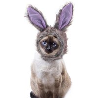 Chapeau Pour Chat, Chien, Lapin, Décoration D'halloween, Couvre-Chef Amusant, Déguisement Pour Animaux De Compagnie, Décor De Fête, Cosplay,