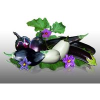 Lot De 170 Graines À Semer - Le Grenier D'abondance - Fan D'aubergines - 4 Variétés