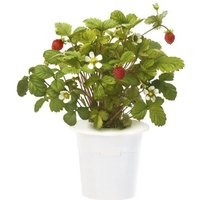 Recharge jardin d'intérieur Click And Grow Fraises lot de 3