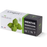 Lingot Menthe Marocaine Bio Pour Potager Véritable