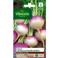 Graines De Navet Variété "Nancy À Feuille Entière" Vilmorin Semis De Mai À Juillet